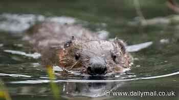 Bring back the beaver! Politicians say furry river creatures hunted to extinction should be reintroduced across England to defend farmland from flooding