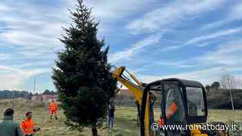 Via alla raccolta degli alberi di Natale di Roma. Ecco dove verranno piantati