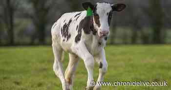 'Hugely significant' birth of IVF calf could make dairy industry greener