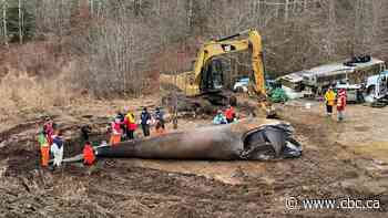 North Atlantic right whales should live past 100 years old. They're dying around 22