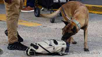 New Orleans cops use bomb-sniffing dogs to secure Superdome for Notre Dame-Georgia Sugar Bowl after terror attack