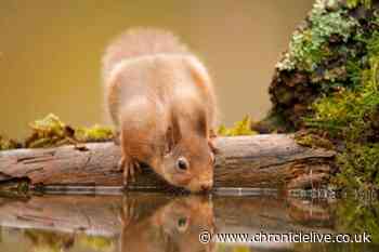 Several red squirrels found dead in Northumberland as case of squirrel pox confirmed