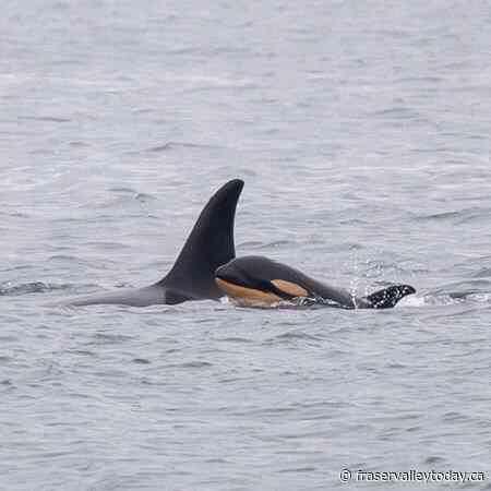 Famous orca mother carrying another dead calf after losing second infant: researchers