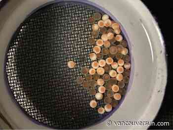 High levels of road salt killing Metro Vancouver's fertilized salmon eggs, say UBC researchers