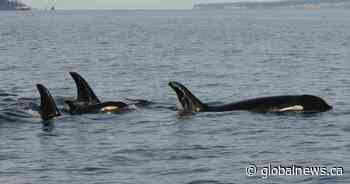 For a 2nd time, orca who lost baby seen carrying dead calf in northwestern U.S. waters