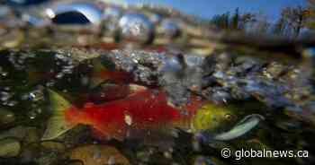 Excessive road salt could be hurting juvenile salmon in Lower Mainland