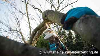 Was kann man im Januar im Garten tun?