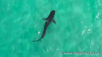 Monster shark comes dangerously close to unsuspecting swimmers at popular Aussie beach in Perth