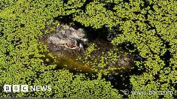 To conserve or cull? Life in Australia's crocodile capital