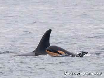 In deep mourning, famous orca mom drapes her dead calf over her head: experts