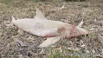 Aussie homeowner shocked to find a dead SHARK dumped on her driveway