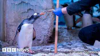 30,000 Sea Life creatures get annual health checks