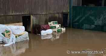 Four dogs die in 'devastating' floods after 'absolutely no warning' given to kennels