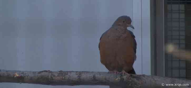 ABQ BioPark working to restore Socorro Dove population