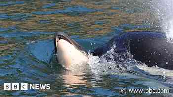 Bereaved whale spotted pushing another dead calf