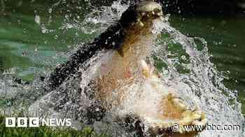 To conserve or cull? Life in Australia's crocodile capital