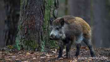 Die gefährlichsten Tiere Deutschlands: Manche werden völlig unterschätzt