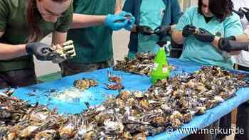 Massenhaftes Vogelsterben: Tierschützer finden hunderte tote Vögel an einem Tag