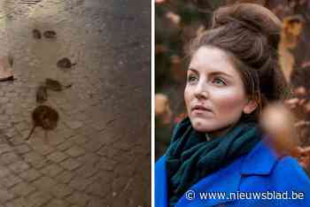 Lize Spit filmt acht ratten op plein in Anderlecht: “We wachten op de man van Hamelen met de fluit”