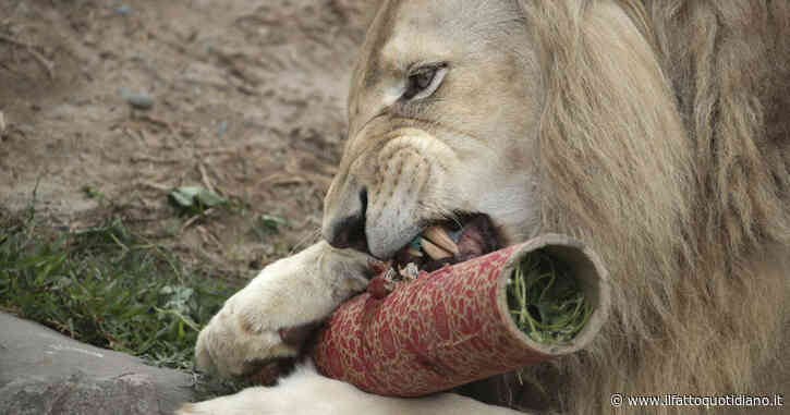 Guardiano dello zoo muore per “impressionare la fidanzata”: si filma mentre tenta di riportare in gabbia tre leoni, ma viene sbranato senza pietà