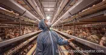 High alert: Bird flu cases rise in Europe with bigger hikes in US