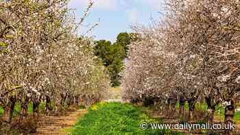 Britain's evolving gardens could see rise of fig and almond trees due to lack of harmful frosts