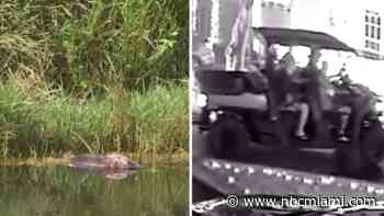 Surveillance shows ATV involved in ‘disturbing' geese killings in Cooper City