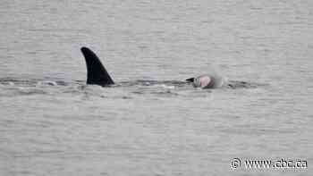 Famous orca mother carrying body of another dead calf in act of grief: researchers