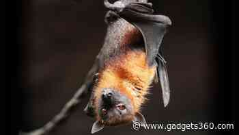 Common Noctule Bats Use Warm Winds to Migrate More Than 1000 km Across Europe, Claims Study