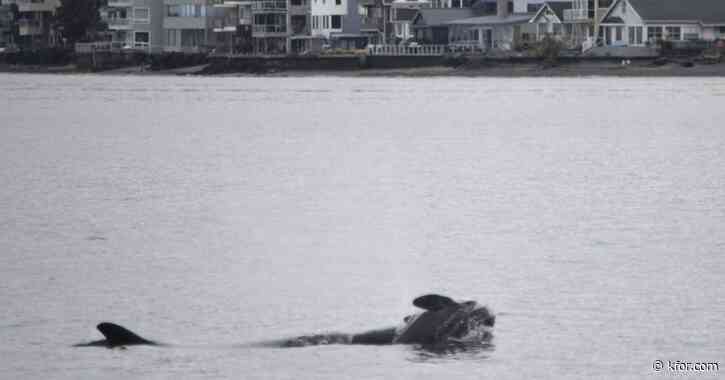 Orca that carried her dead calf for weeks in 2018 is doing it again