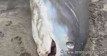 Endangered shark spotted on West Country beach