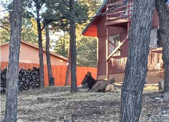 Ruidoso elk entangled with stool was freed