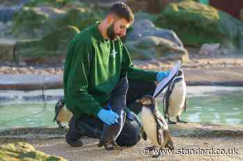 London Zoo begins annual stock take with over 10,000 animals to count