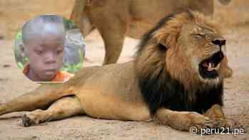 Un niño sobrevive durante cinco días entre leones en un parque de Zimbabue