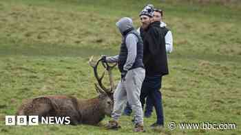 Anger at park visitor who grabbed stag's horns