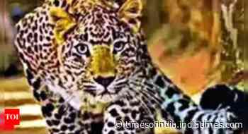 Struck by bike, leopard attacks rider, both die