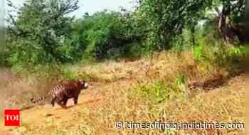 Straying Sariska tiger found in kitchen