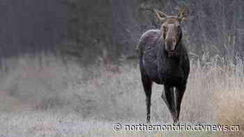 Sault, Ont., man claims Indigenous moose hunting rights without proof, fined $5,500