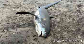 Massive 2.5m shark washes up on Cornwall beach after 'significant trauma'