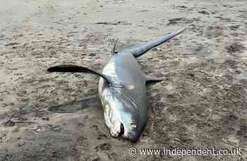 Huge endangered shark washes up on British beach