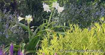 Native garden keeps its cool in the week of heat | In Fiona Garden