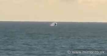 Humpback whales spotted frolicking off British beach in rare UK sighting