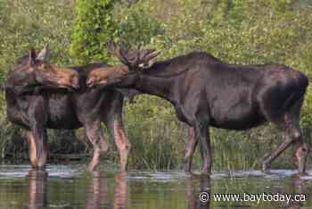 Hunting moose without a licence brings $5,000 fine