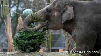 It's Christmas for the elephants as unsold trees are fed to the animals at Berlin Zoo