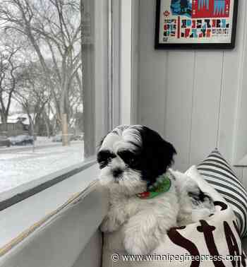 Opening the door and the heart to new puppy love