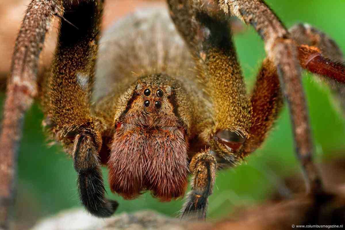 De 8 giftigste spinnen ter wereld en wat te doen bij een beet