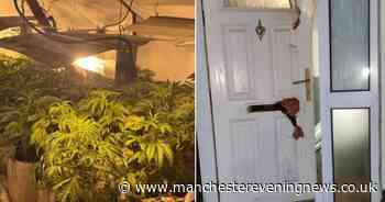 Police smash into home in early morning raid and find 'thousands of pounds' of cannabis