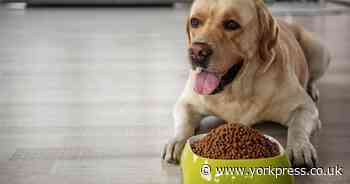 Is your dog too fat? Dog expert highlights the dangers of obesity in your pet