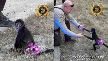 Jefferson County deputies rescue monkey in pink tutu