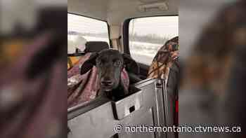 Four puppies abandoned in northern Ont. rescued, rehomed